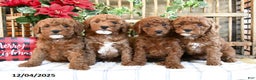 Mini Goldendoodle dogs for sale: Foster - Ad 5