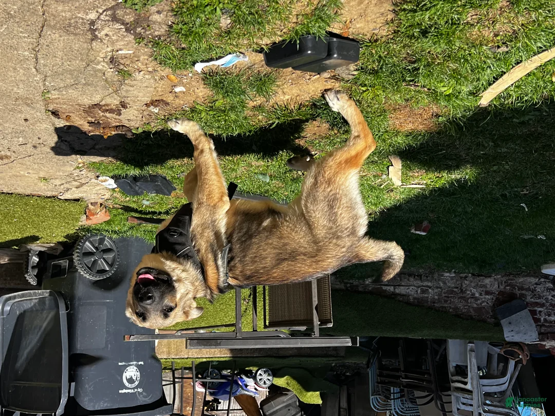 German Shepherd dogs for sale: Mana - Ad 1