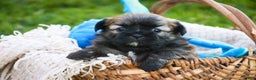 Shih Tzu dogs for sale: Herb - Ad 1