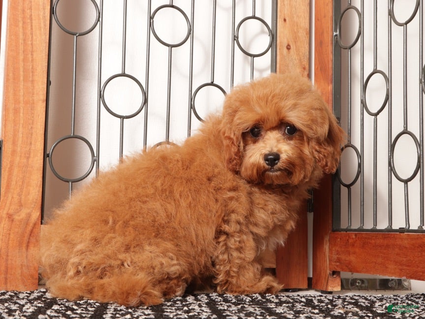 Cavapoo dogs Gracie - Ad 1