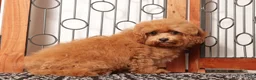 Cavapoo dogs for sale: Gracie - Ad 1