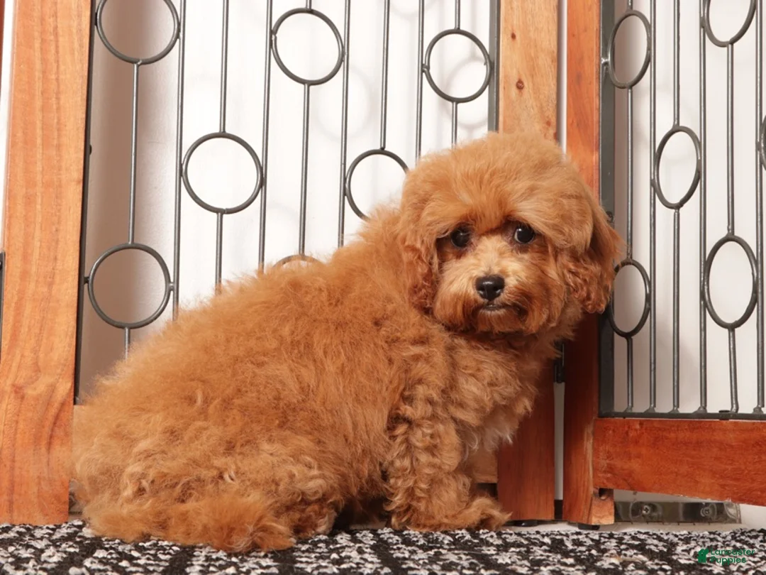 Cavapoo dogs for sale: Gracie - Ad 1