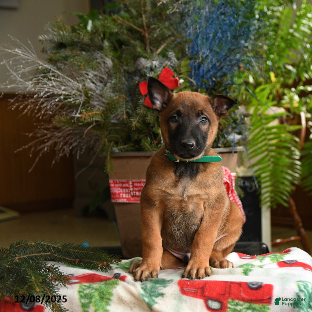 Belgian Malinois dogs for sale: Melon  - Ad 1