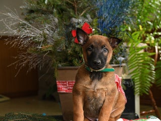 Belgian Malinois dogs Melon - Ad 9