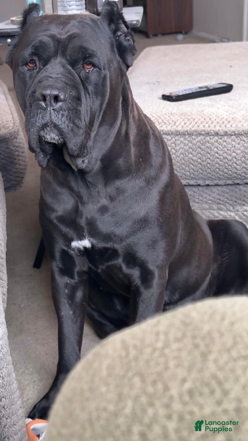 Cane Corso dogs Cane Corso 9 - Ad 2