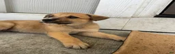 Mixed Breed dogs for sale: Mixed Breed Puppy 7 - Ad 21