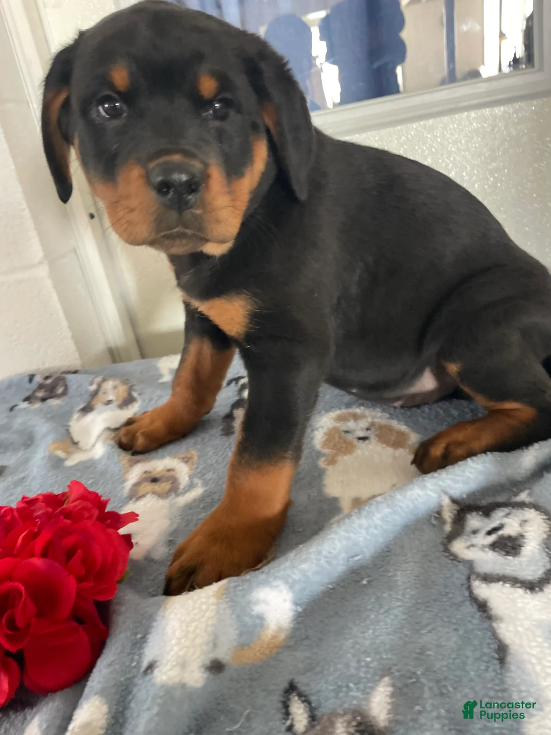 Rottweiler dogs for sale: Taffy - Ad 1