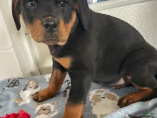 Rottweiler dogs Taffy - Ad 40