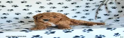 Mini Goldendoodle dogs for sale: Ruckus - Ad 4