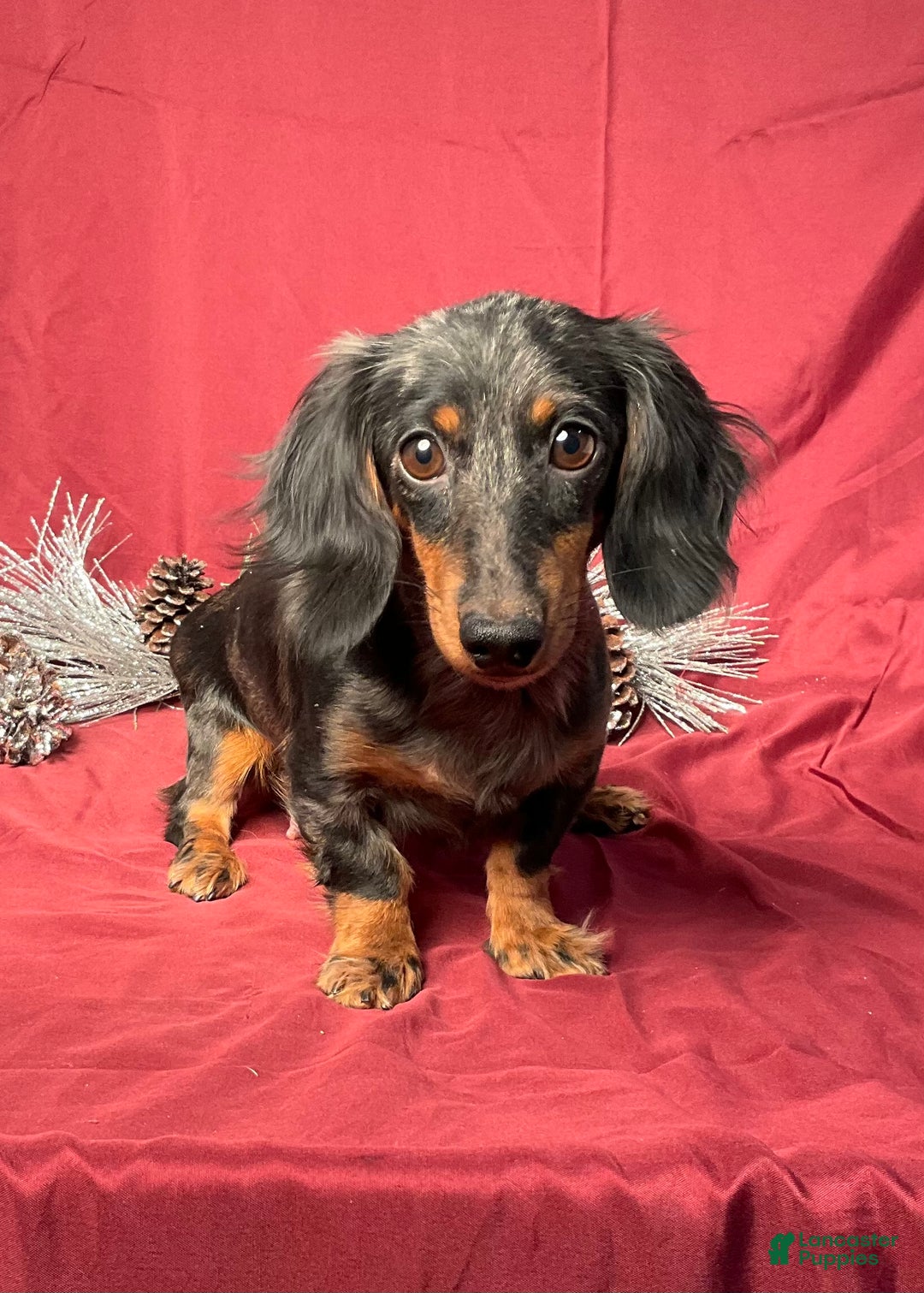 Miniature Dachshund dogs for sale: Ivy - Ad 6