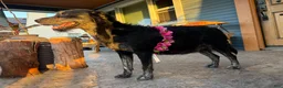 Mixed Breed dogs for sale: Pelusa - Ad 12