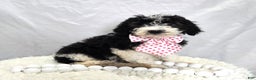 Mini Sheepadoodle dogs for sale: Jingle - Ad 1