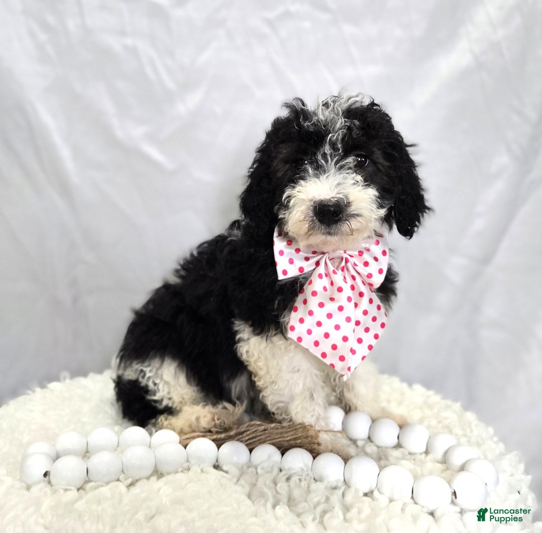 Mini Sheepadoodle dogs for sale: Jingle - Ad 1