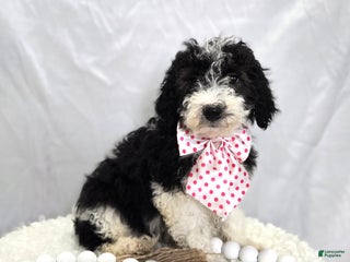 Mini Sheepadoodle dogs Jingle - Ad 8