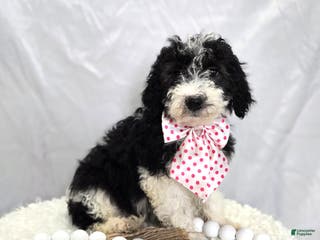 Mini Sheepadoodle dogs Jingle - Ad 5