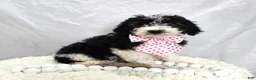Mini Sheepadoodle dogs for sale: Jingle - Ad 1