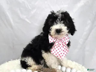 Mini Sheepadoodle dogs Jingle - Ad 1