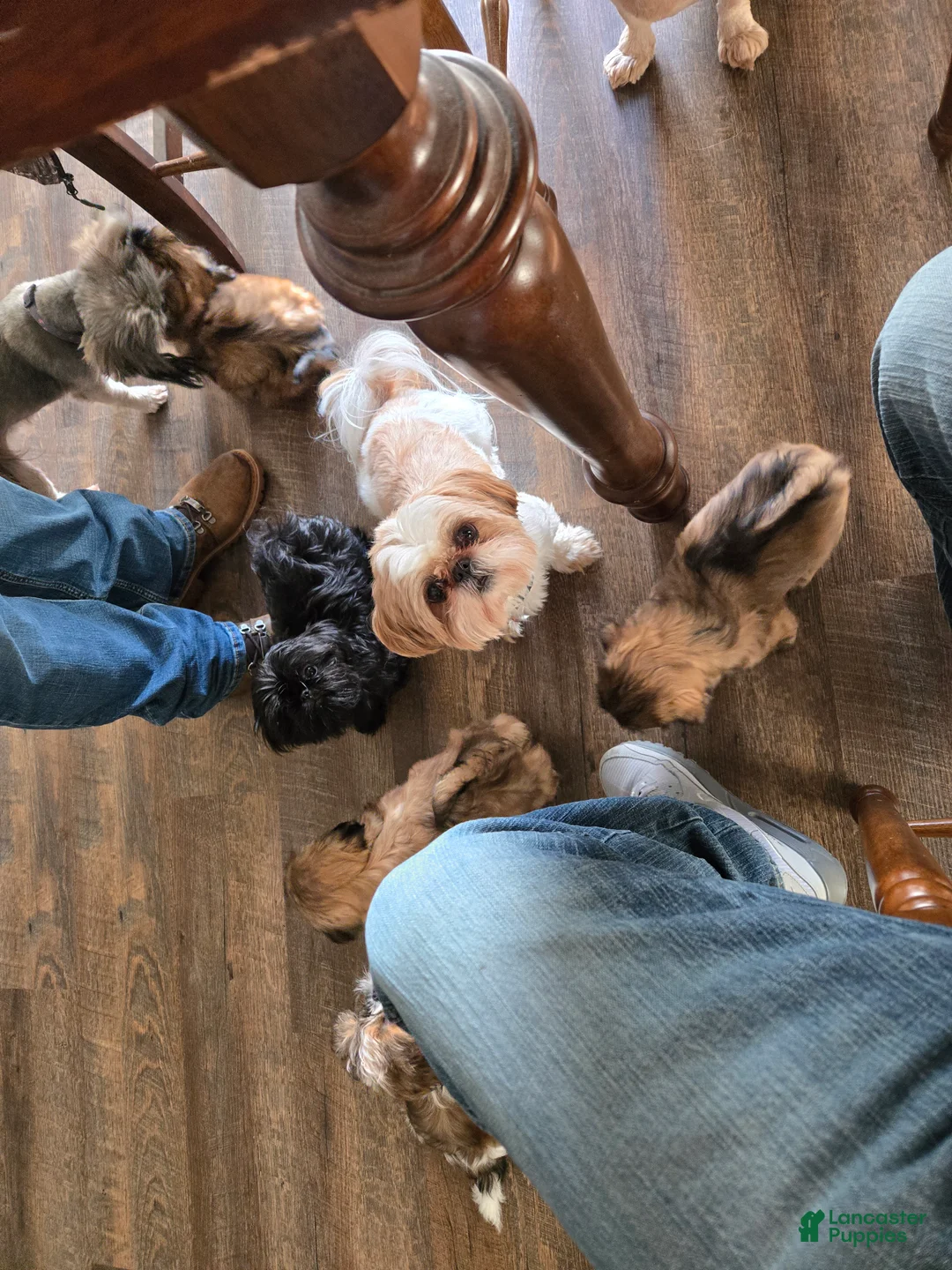 Shih Tzu dogs for sale: Dallas - Ad 18