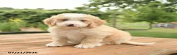 Mini Bernedoodle dogs for sale: Zeus - Ad 1