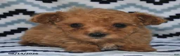 Maltipoo dogs for sale: Dora  - Ad 3