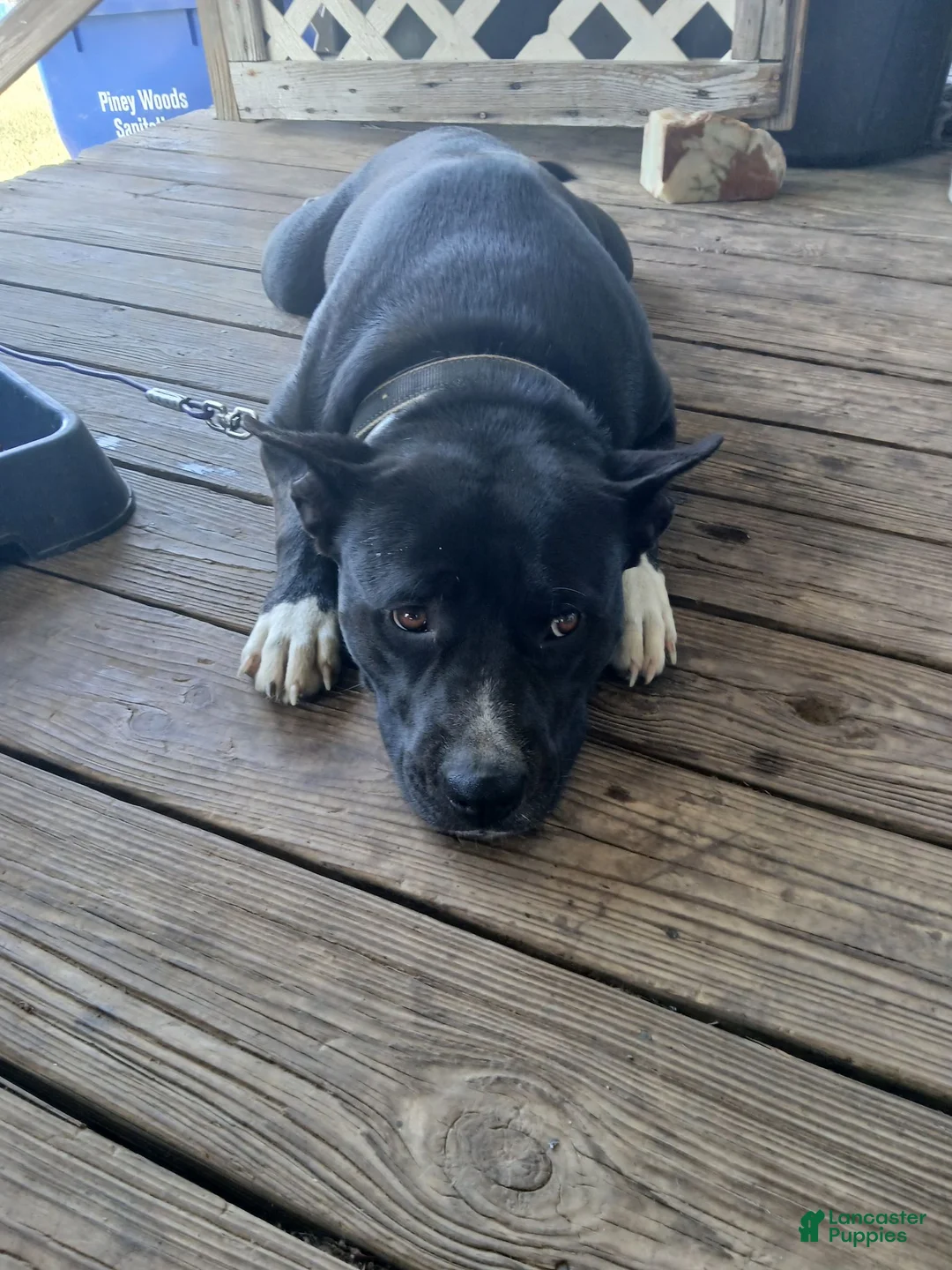 Mixed Breed dogs for sale: ZEUS - Ad 2