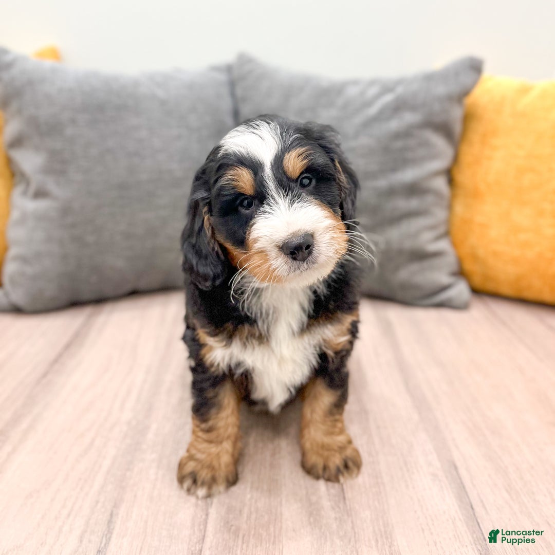 Mini Bernedoodle dogs for sale: Diesel - Ad 2