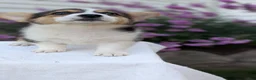 Welsh Corgi Pembroke dogs for sale: Lanie - Ad 5