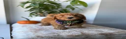 Mini Goldendoodle dogs for sale: Hermes - Ad 3