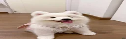 Samoyed dogs for sale: Mona - Ad 2