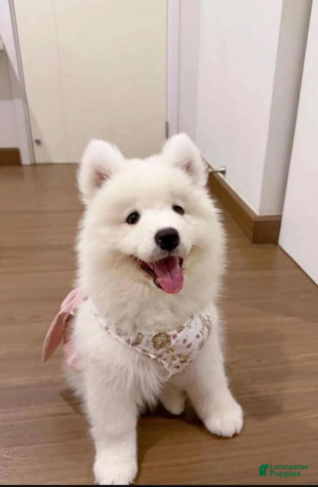 Samoyed dogs for sale: Mona - Ad 2