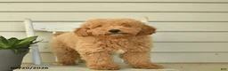 Mini Goldendoodle dogs for sale: Julius - Ad 5