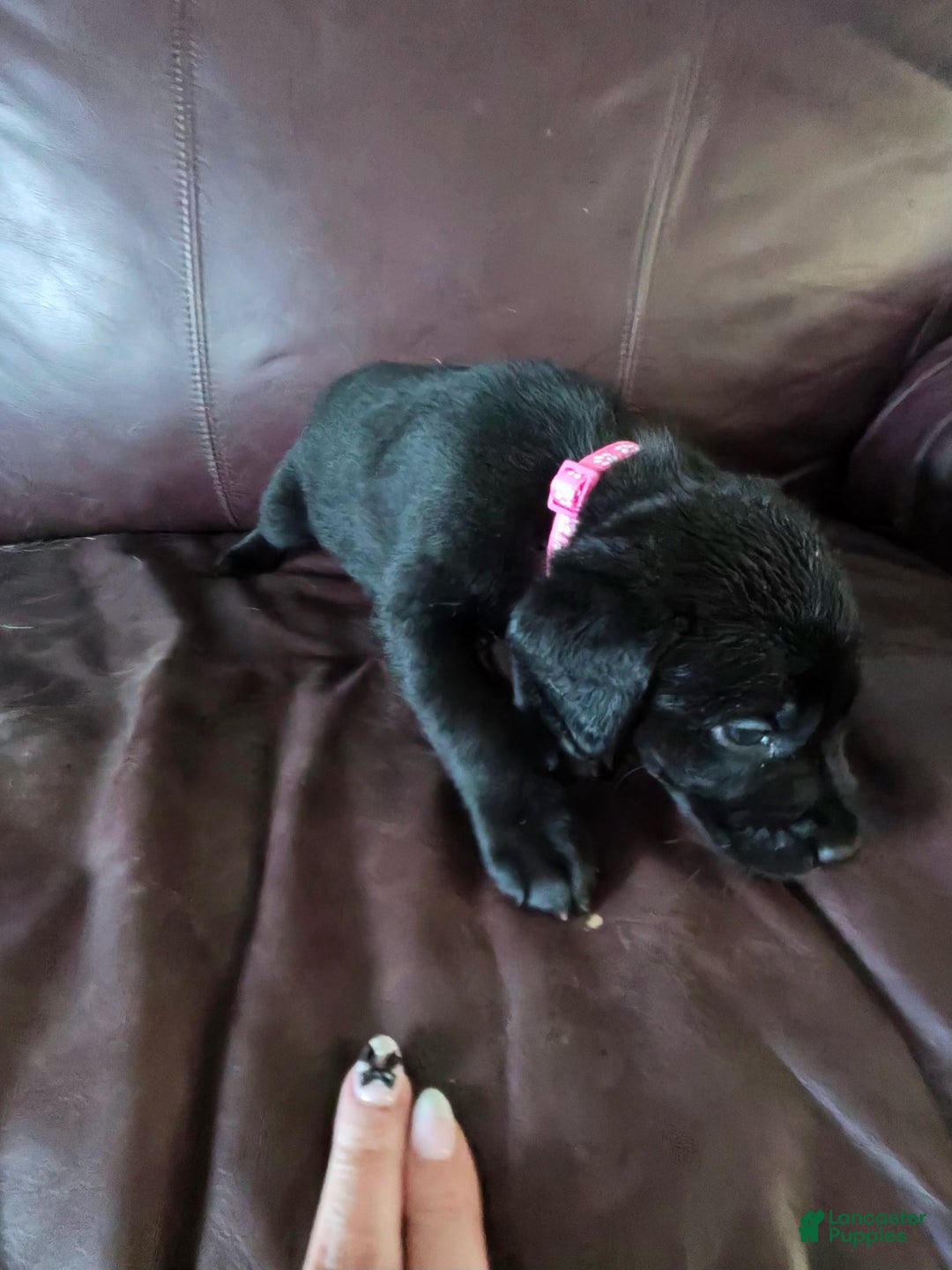 Mixed Breed dogs for sale: Carmella / Cinimini / Honey / Albany / Mini zoo / midnight - Ad 18
