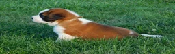 Saint Bernard dogs for sale: Terry - Ad 3