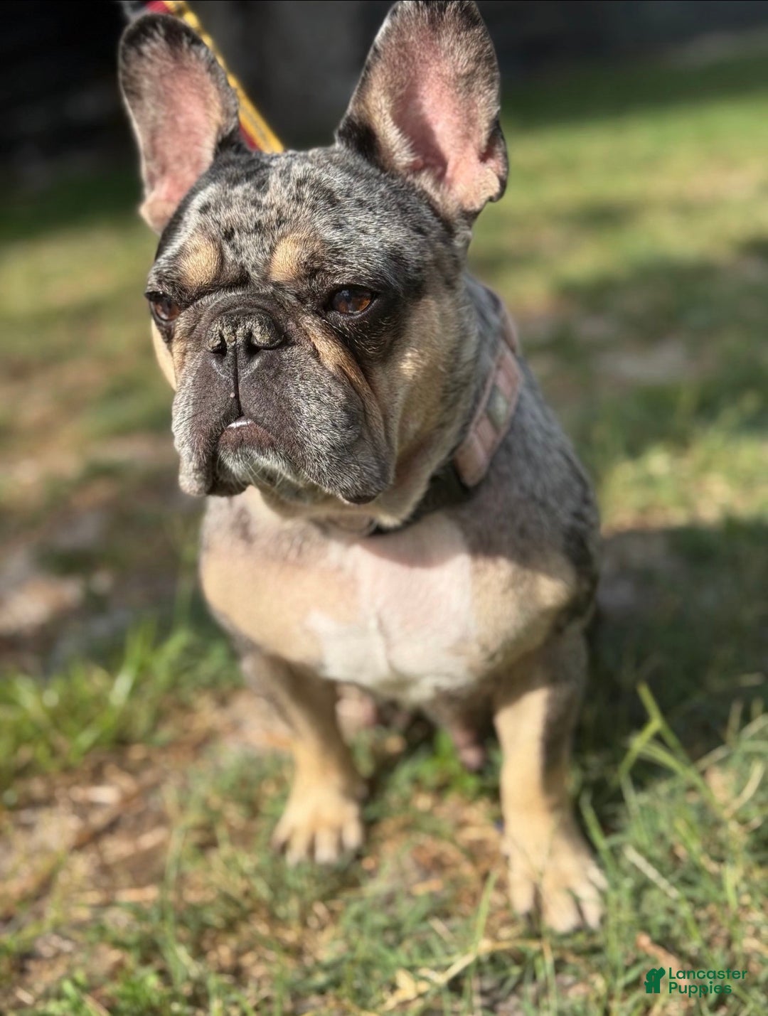 French Bulldog dogs for sale: Princess  - Ad 4