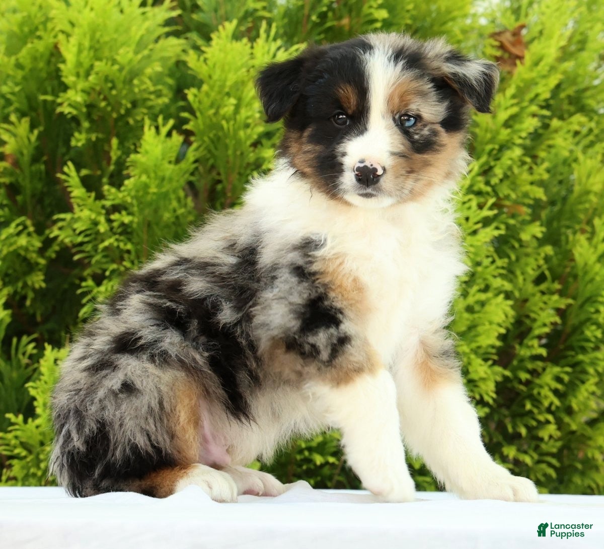 Australian Shepherd dogs Chip - Ad 2