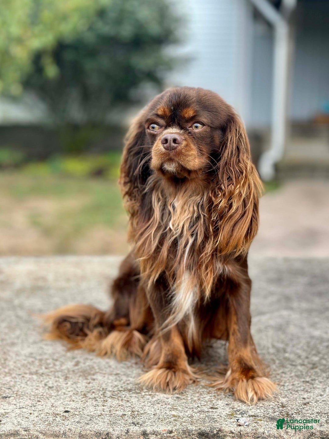 Beaglier dogs for sale: Jane - Ad 7