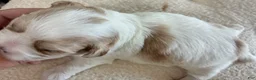 Shih Tzu dogs for sale: Shih Tzu 1 - Ad 5
