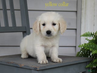 Golden Retriever dogs - Ad 33