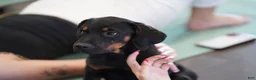 Rottweiler dogs for sale: Amiri - Ad 3