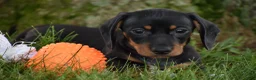 Miniature Dachshund dogs for sale: Slinky - Ad 16