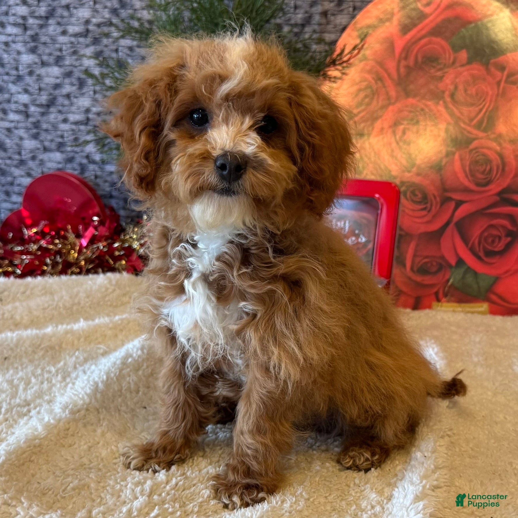 Cavapoo dogs Nate - Ad 33