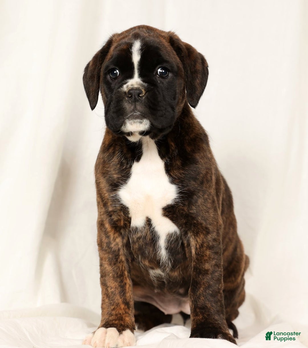 Boxer dogs for sale: Bree - Ad 3