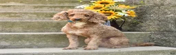 Cavapoo dogs for sale: Neldon - Ad 7