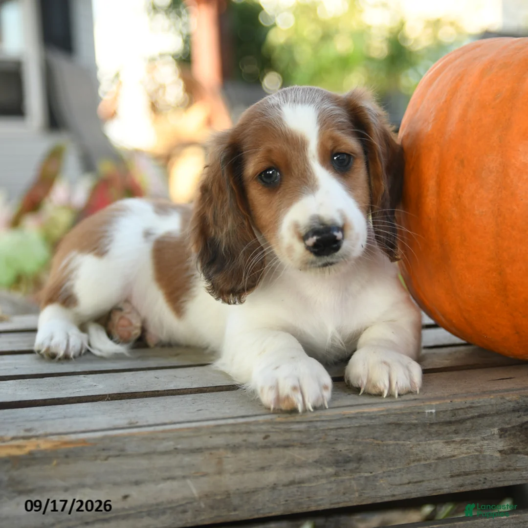 Miniature Dachshund dogs for sale: Frankfort - Ad 2