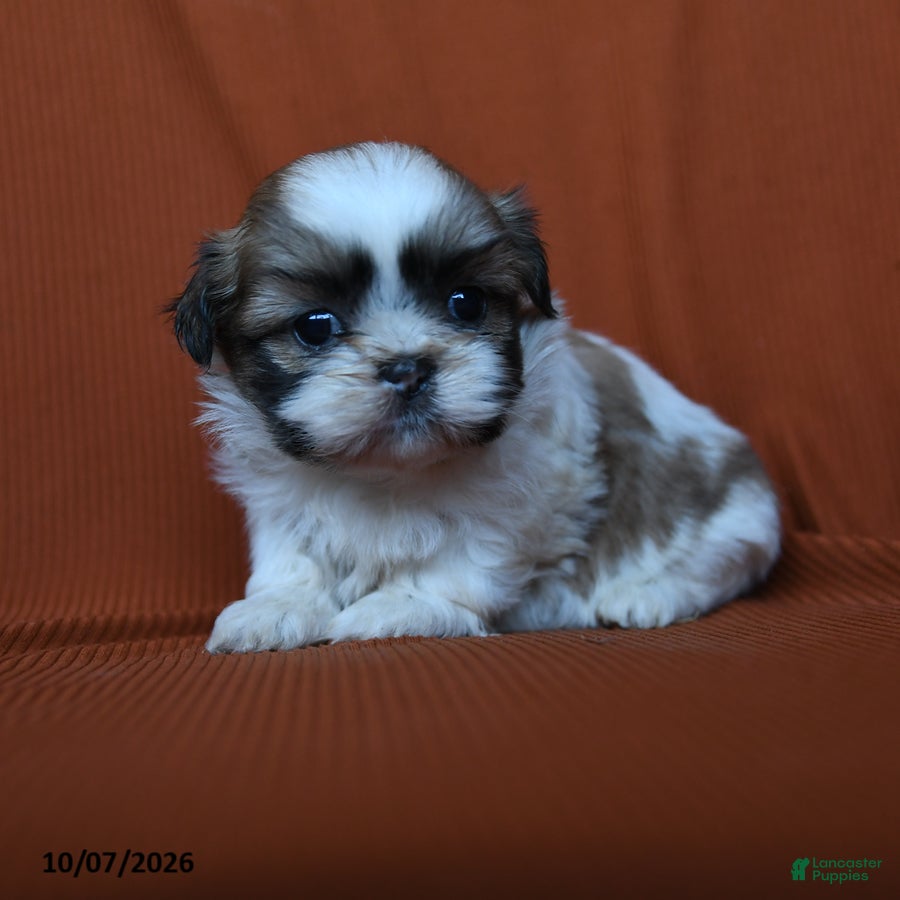 Shih Tzu dogs for sale: Elsa - Ad 2