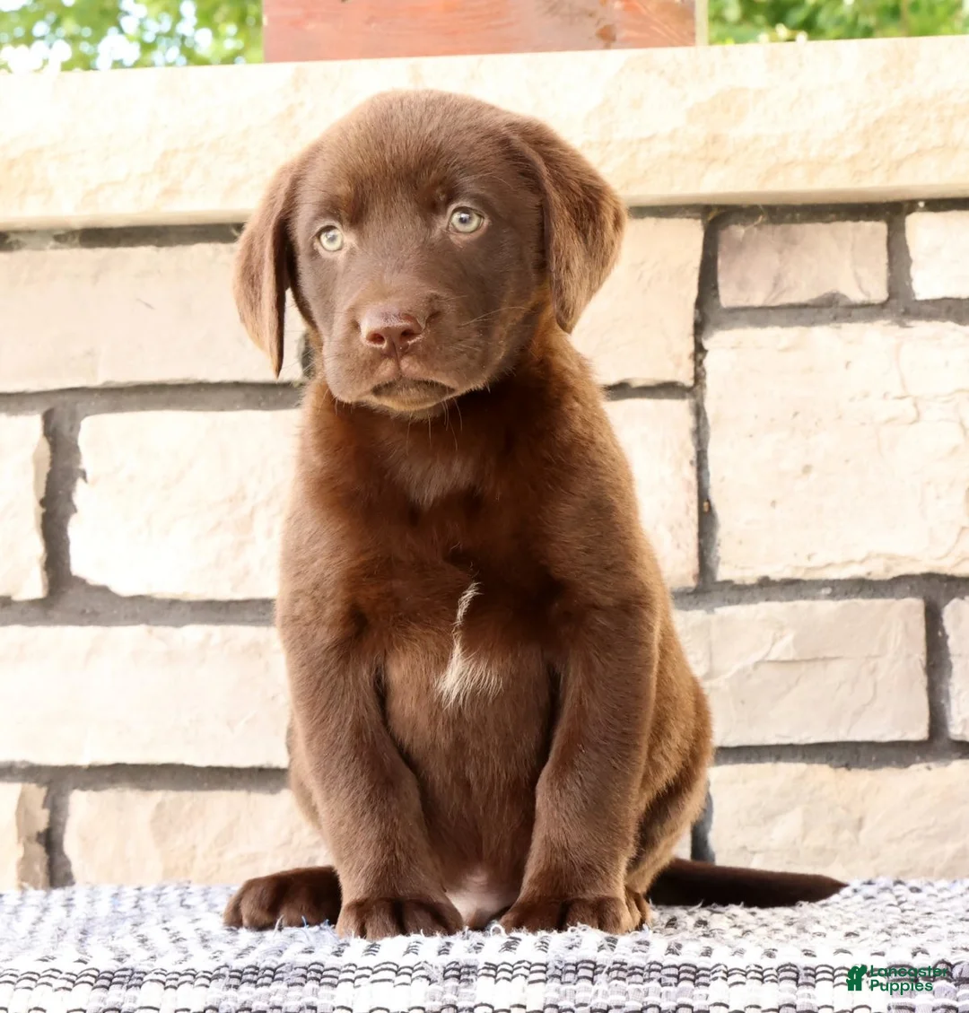 Labrador Retriever dogs for sale: Freddy - Ad 2