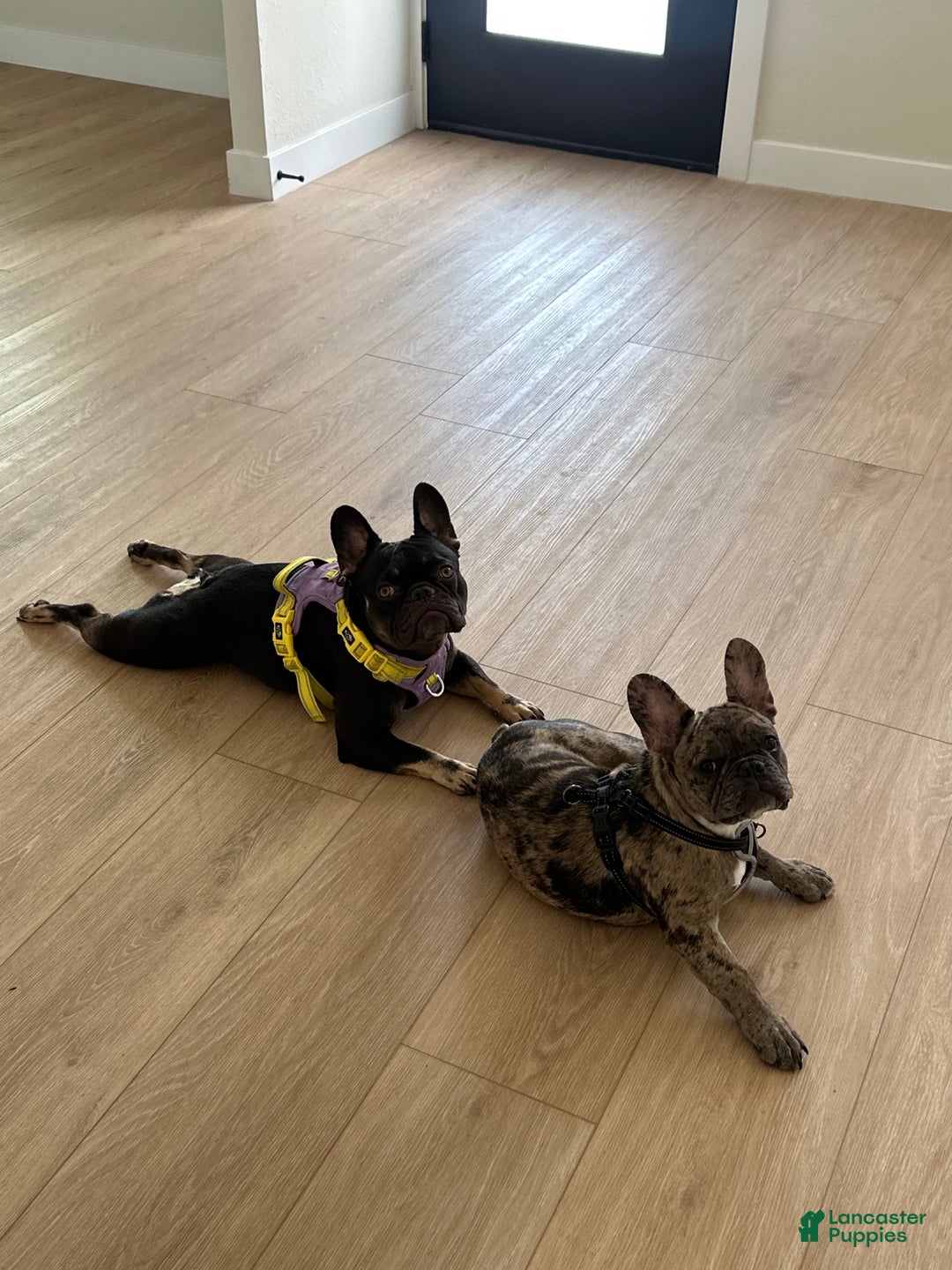 French Bulldog dogs for sale: French Bulldog Puppy 3 - Ad 2
