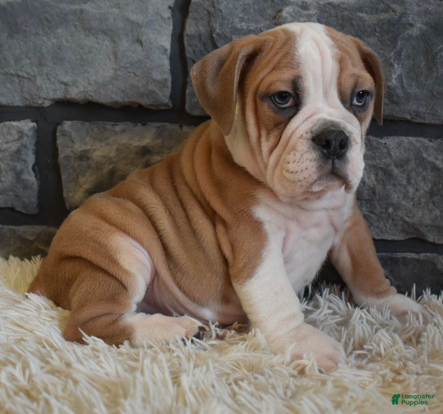 Mixed Breed dogs Tater - Ad 32