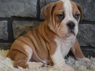 Mixed Breed dogs Tater - Ad 32