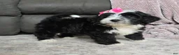 Mini Bernedoodle dogs for sale: Mini Wendy - Ad 10